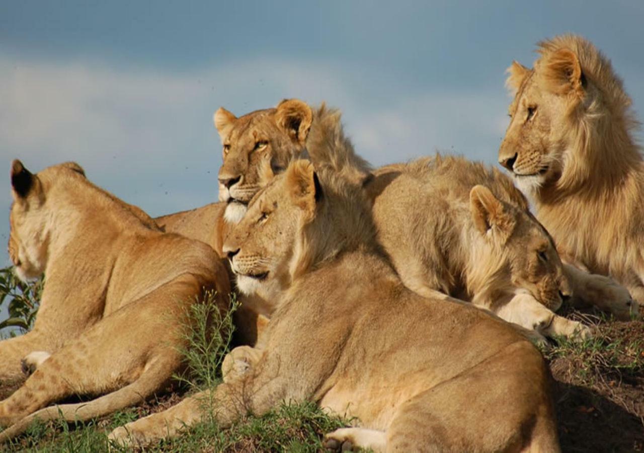 Aa Lodge Maasai Mara Talek Екстер'єр фото